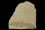 Dawn Redwood (Metasequoia) Fossil - Montana #135718-1